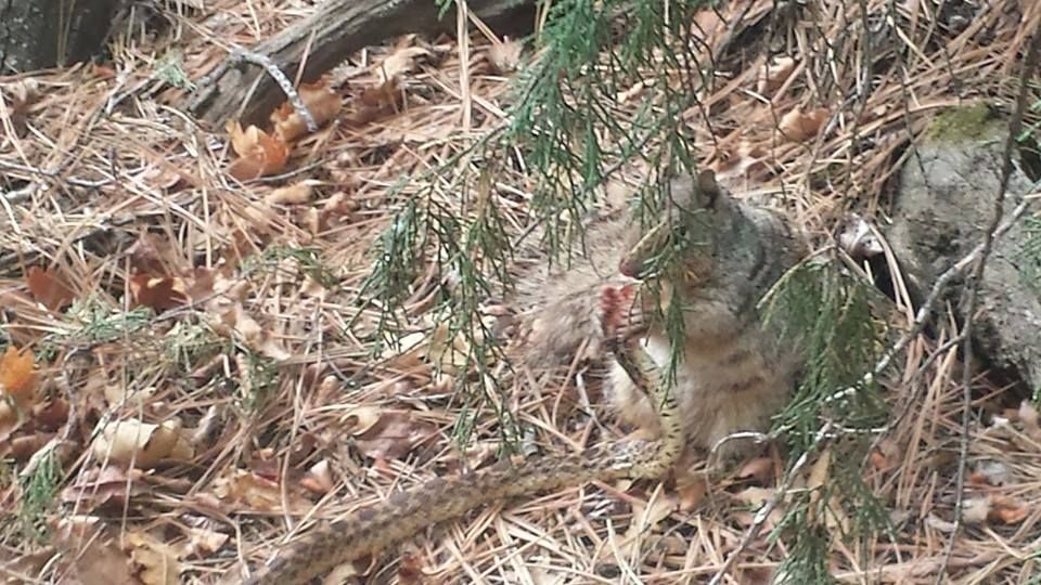 squirrel_zpsd987f757.jpg
