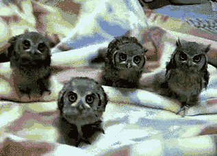 6f0e4a.gif