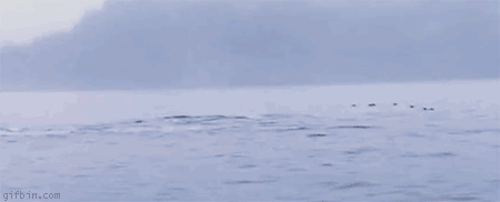ZfZ5j.gif