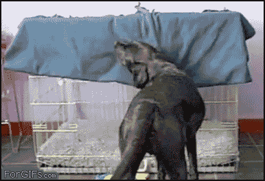 07iKo.gif