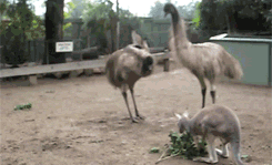 mViLt.gif