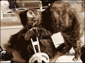 8uzcgqq.gif