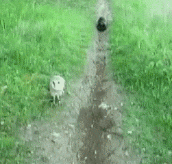Df83HNU.gif
