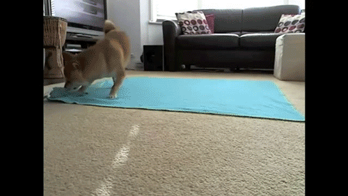 rp7hc.gif
