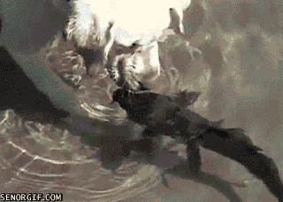 ipCDM.gif