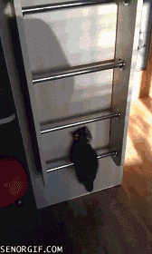 48F3p.gif
