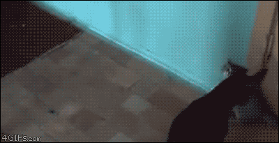 Kuh70.gif