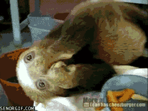 8rMKB.gif