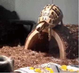 MnvGL.gif