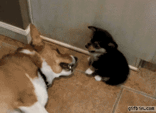 GlQyv.gif