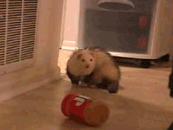 P476x.gif