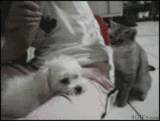 FHbWK.gif