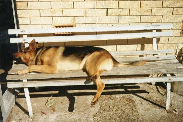 BENDOG-Shepherd-FullyRelaxing_on_bench.jpg