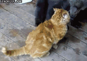 6CJaC.gif