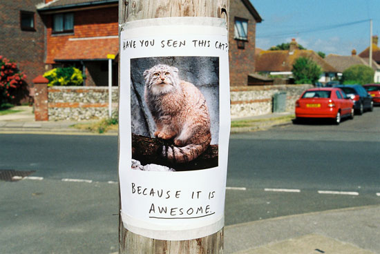 have-you-seen-this-cat-colo.jpg