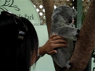 eT89B.gif