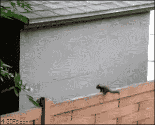 75b6ba.gif