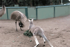 LIabx.gif