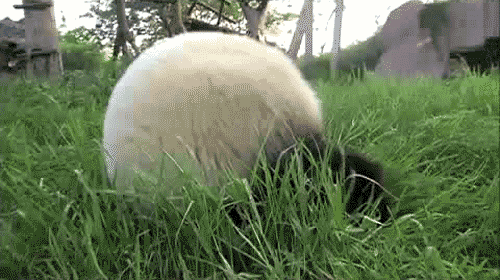 35d029.gif