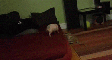 tNVnLJE.gif
