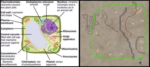 PlantCellandHaegraMalath_zps65c3f23b.jpg