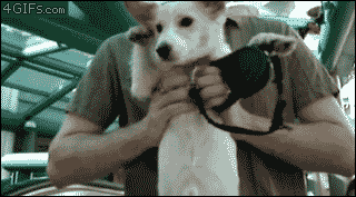 8sqob.gif